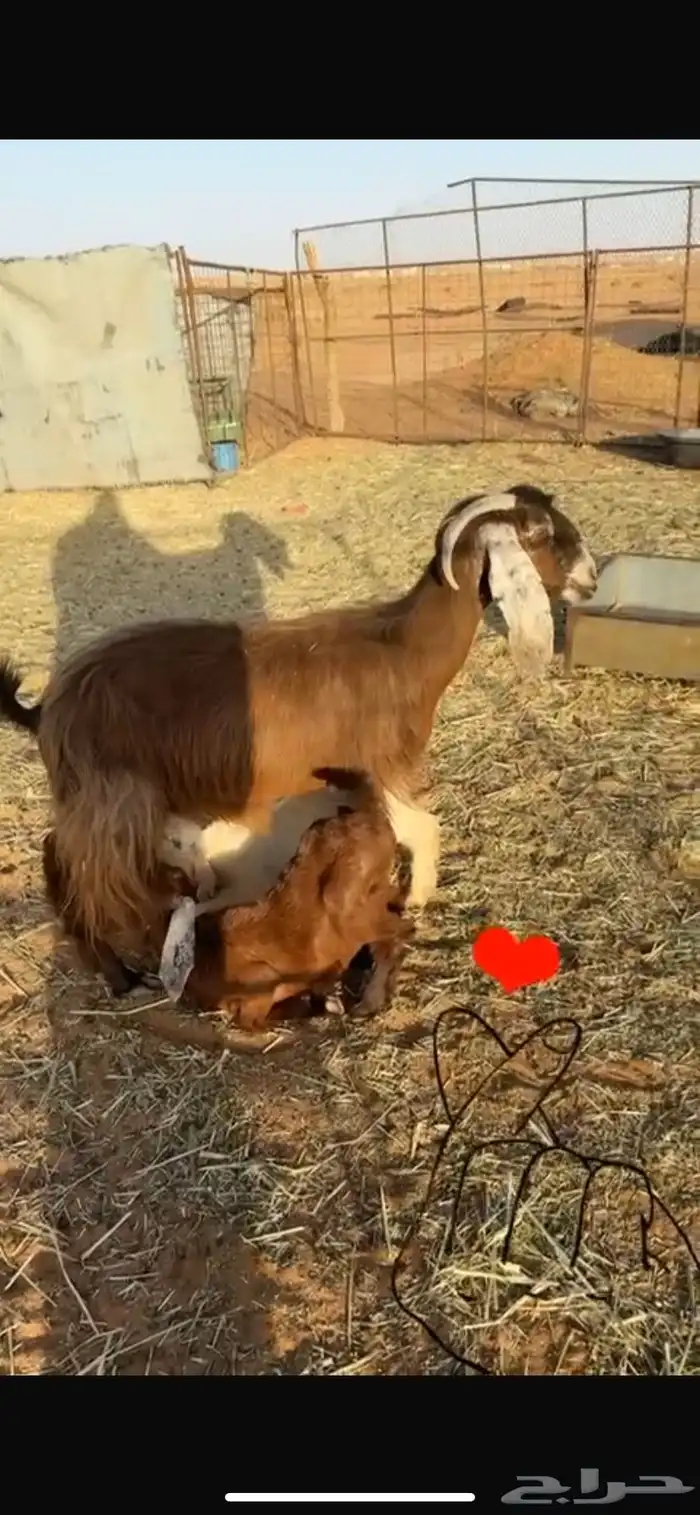للبيع معزا 4