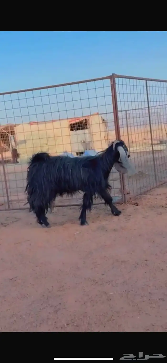 للبيع معزا 7