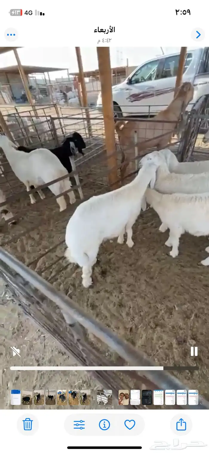 ذبايح نظيفه ومقفله شحم 1