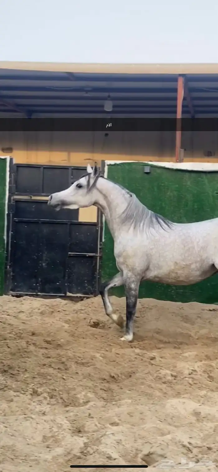 مهر عربي اصيل للبيع 3