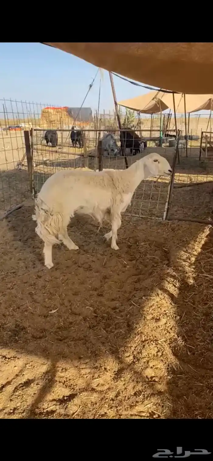 شاه ثنيه دافع 0