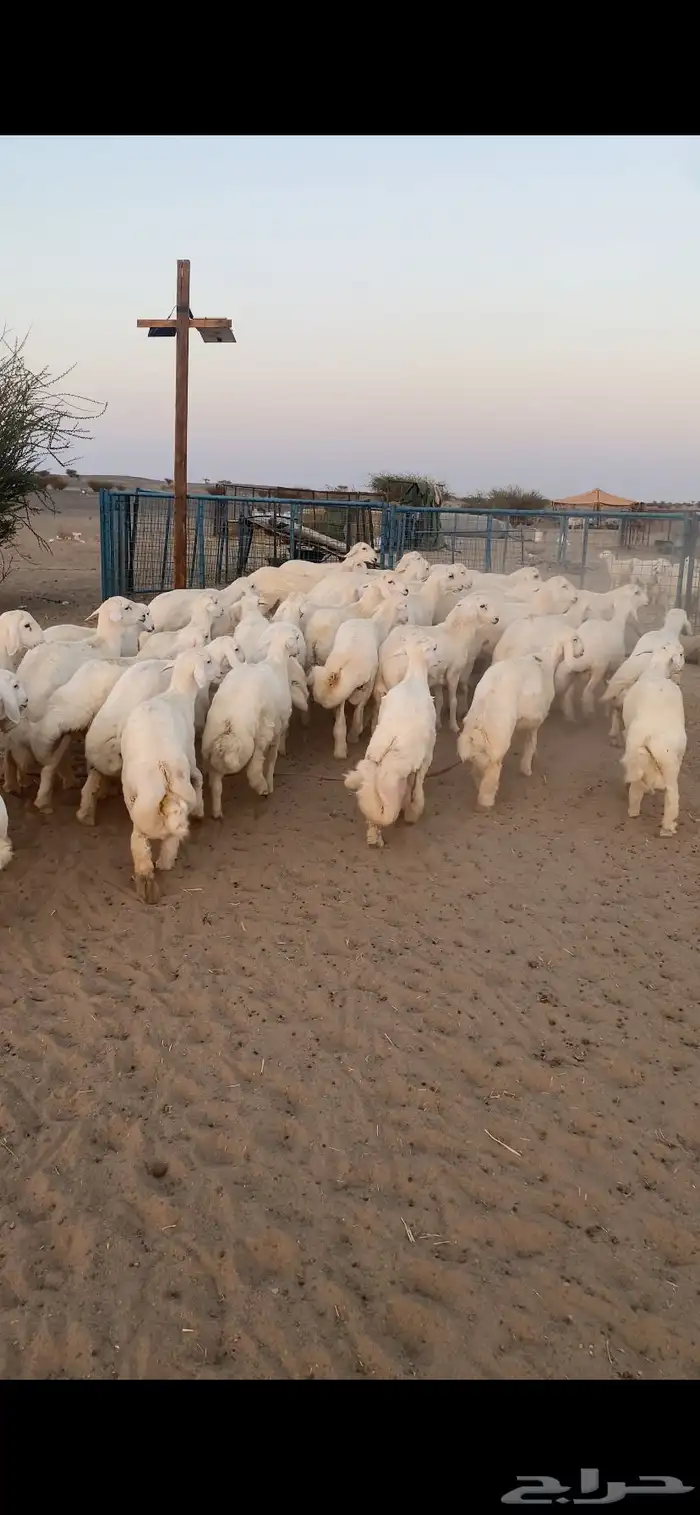 طليان جبره ذبايح رقم واحد فاخر 2