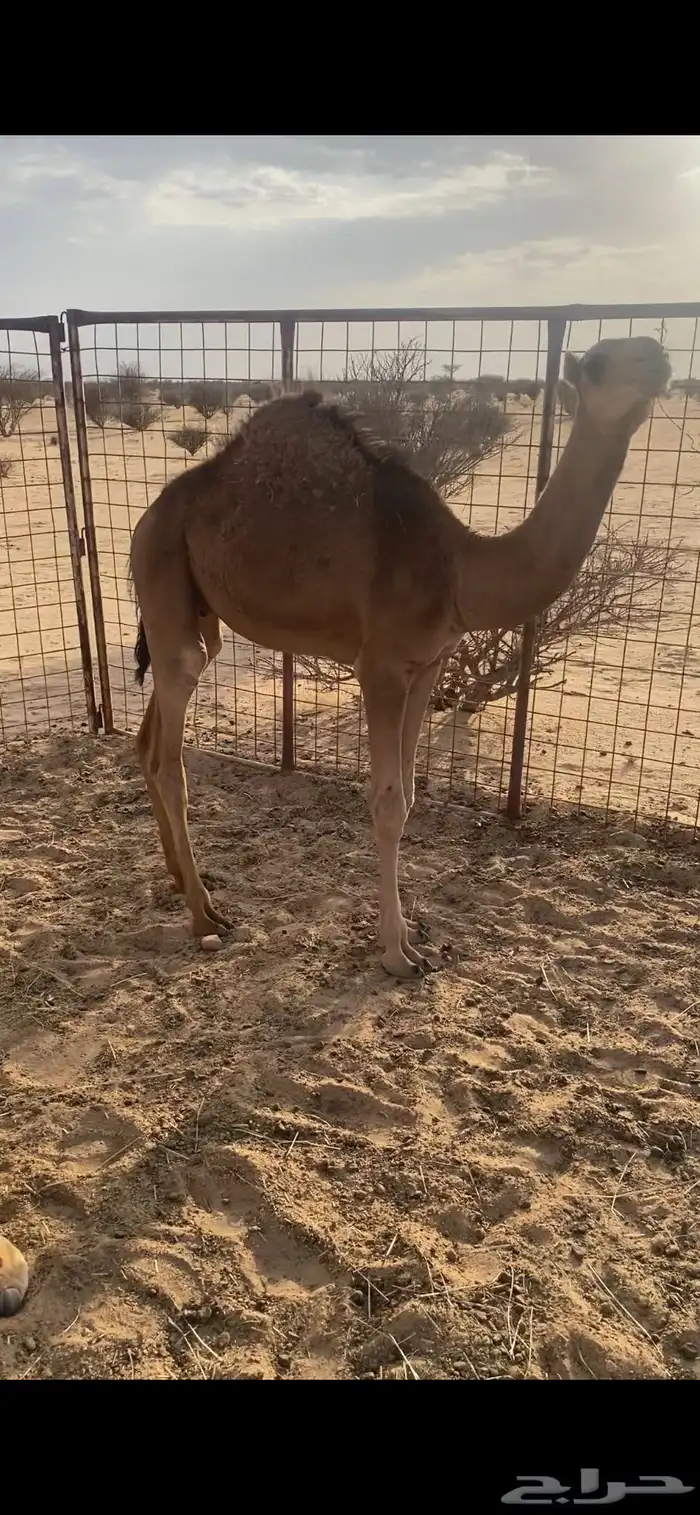 قعود فل شحم وعلي حليب أمه نضيف شرط عمره 5 شهور لي 6 3