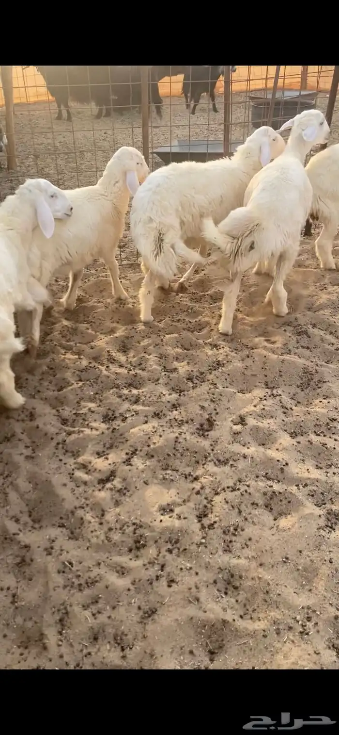 طليان و ثنتين رخال ذبايح 2
