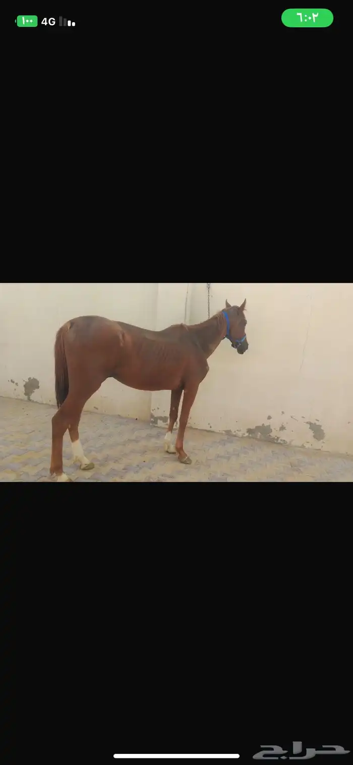 خيول انتاج للبيع 2