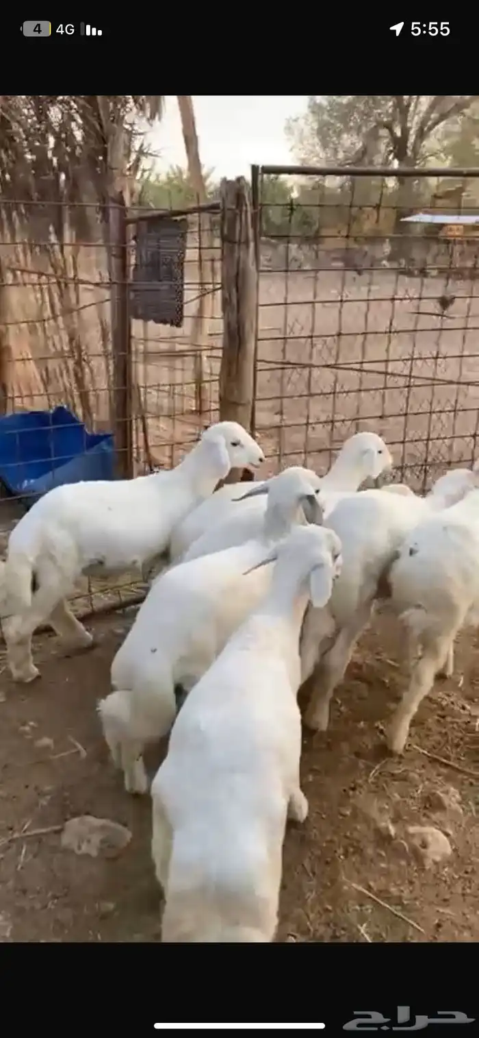 بهم حري للبيع عدد 7 فيها رخل وحده 1