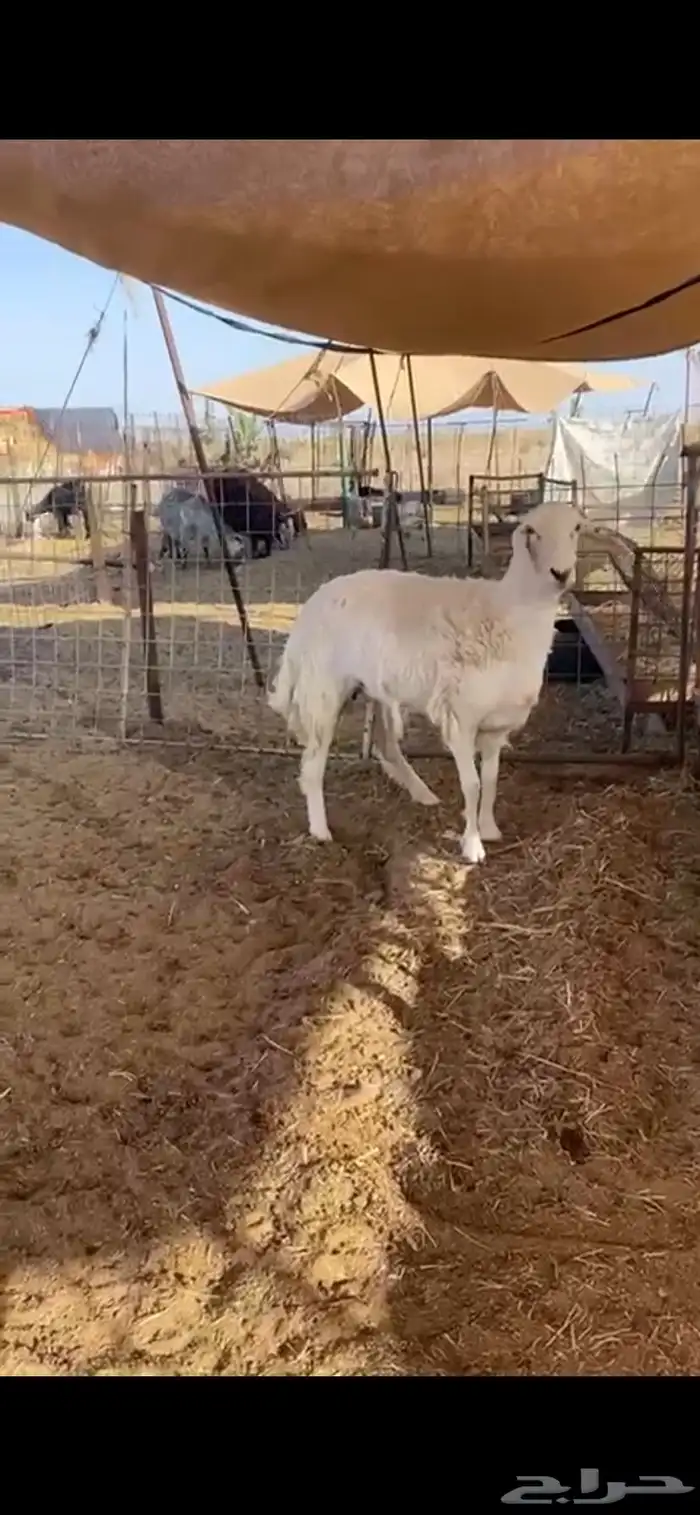 شاه ثنيه دافع 4