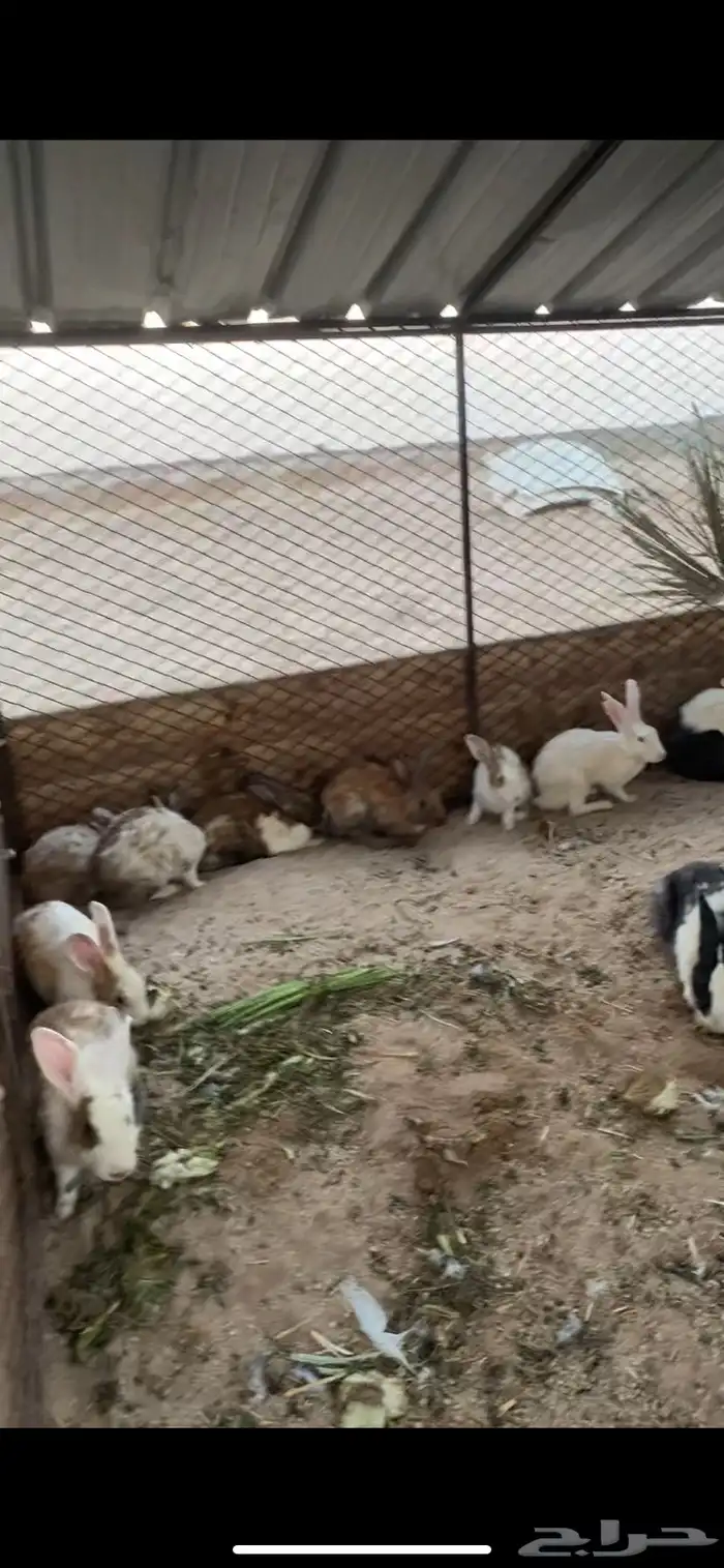 ارانب كبار حجم منتجه 0