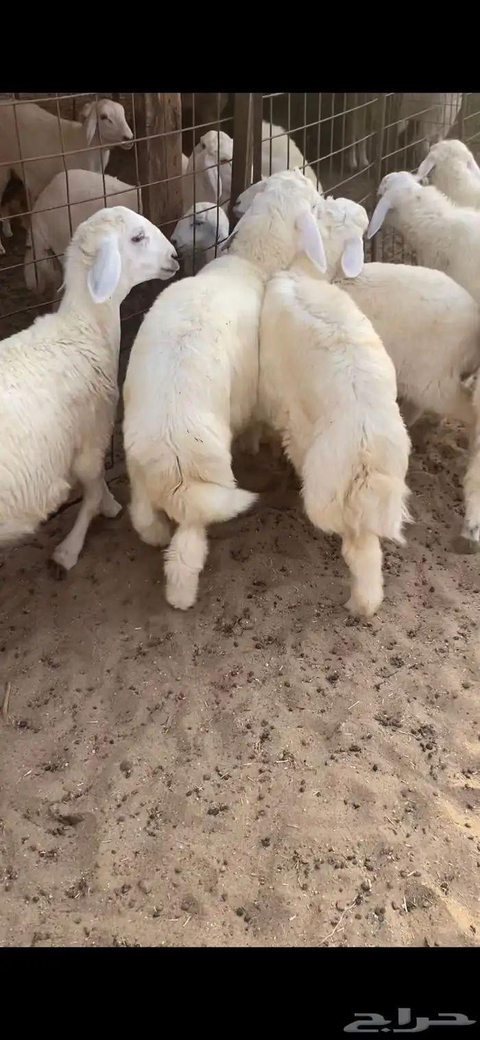 طليان و ثنتين رخال ذبايح 0