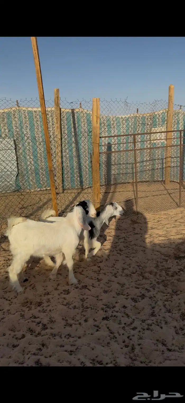 تيوس وجفار للبيع مع الصلخ والتوصيل 2