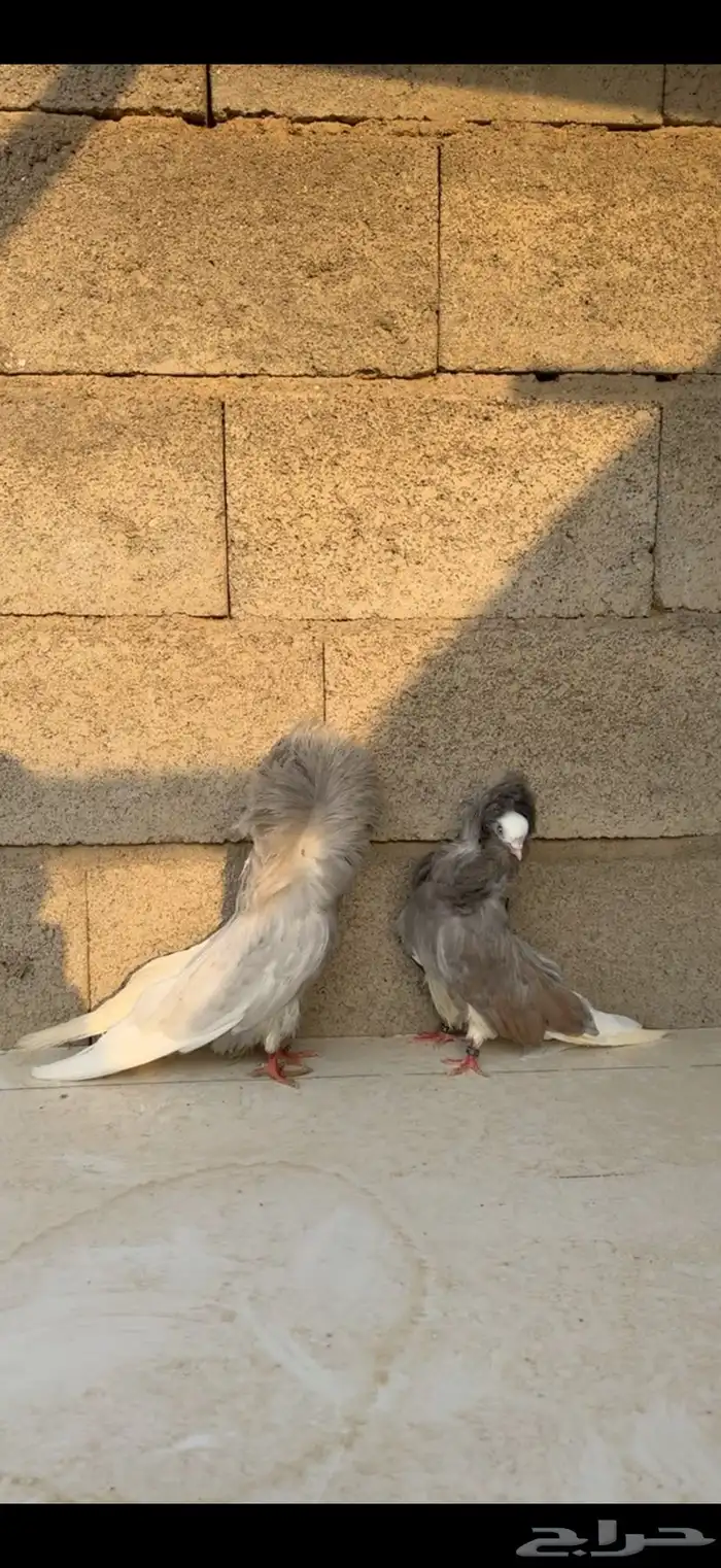 زوج جاكوبين 2