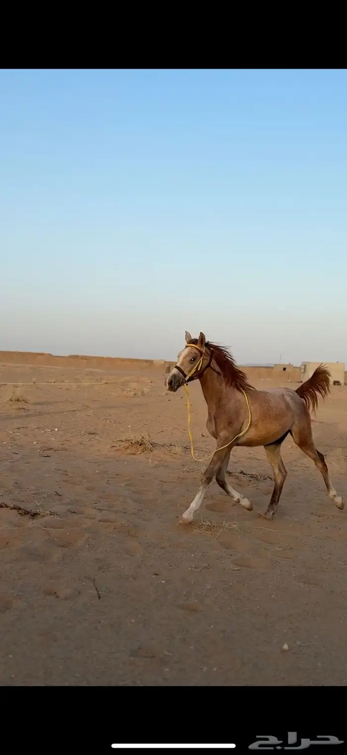 حصان شعبي 4