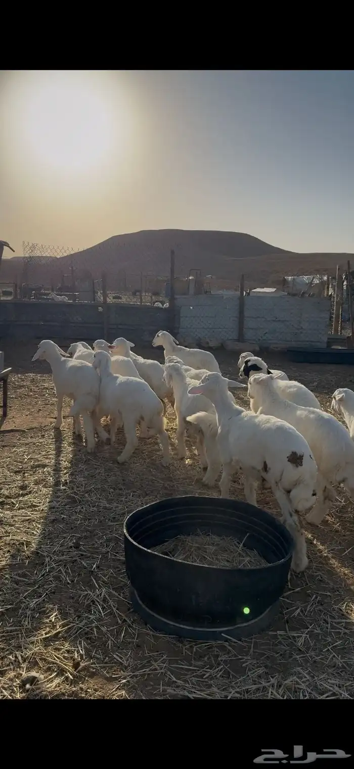 طليان حريات للبيع 1