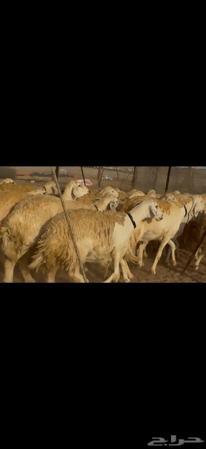 سلام عليكم ورحمة الله وبركاته 9