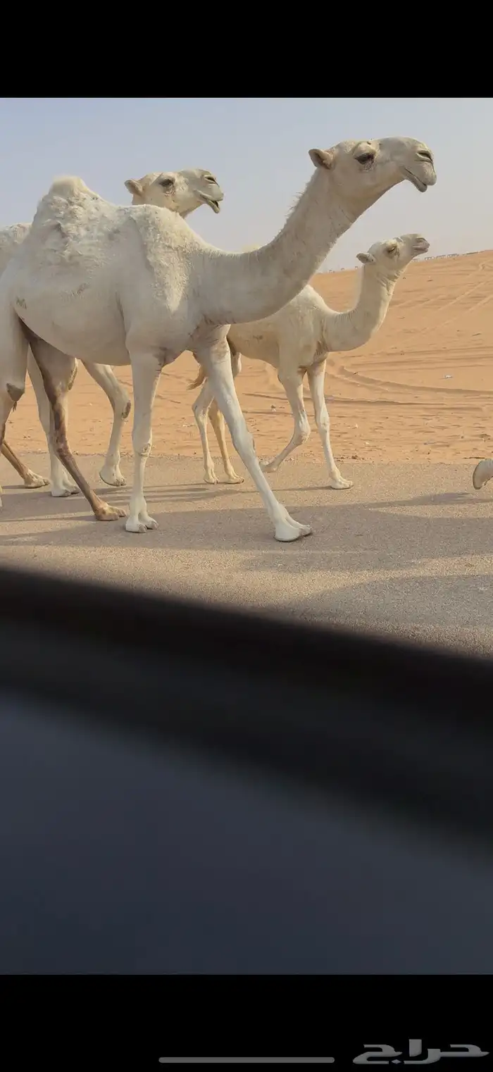 بكره رمانيه كفو 3