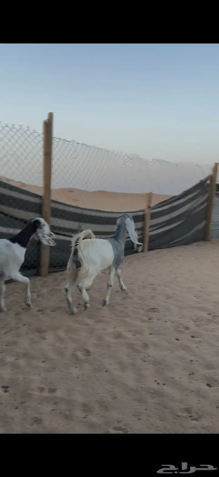 تيوس وجفار للبيع مع الصلخ والتوصيل 0