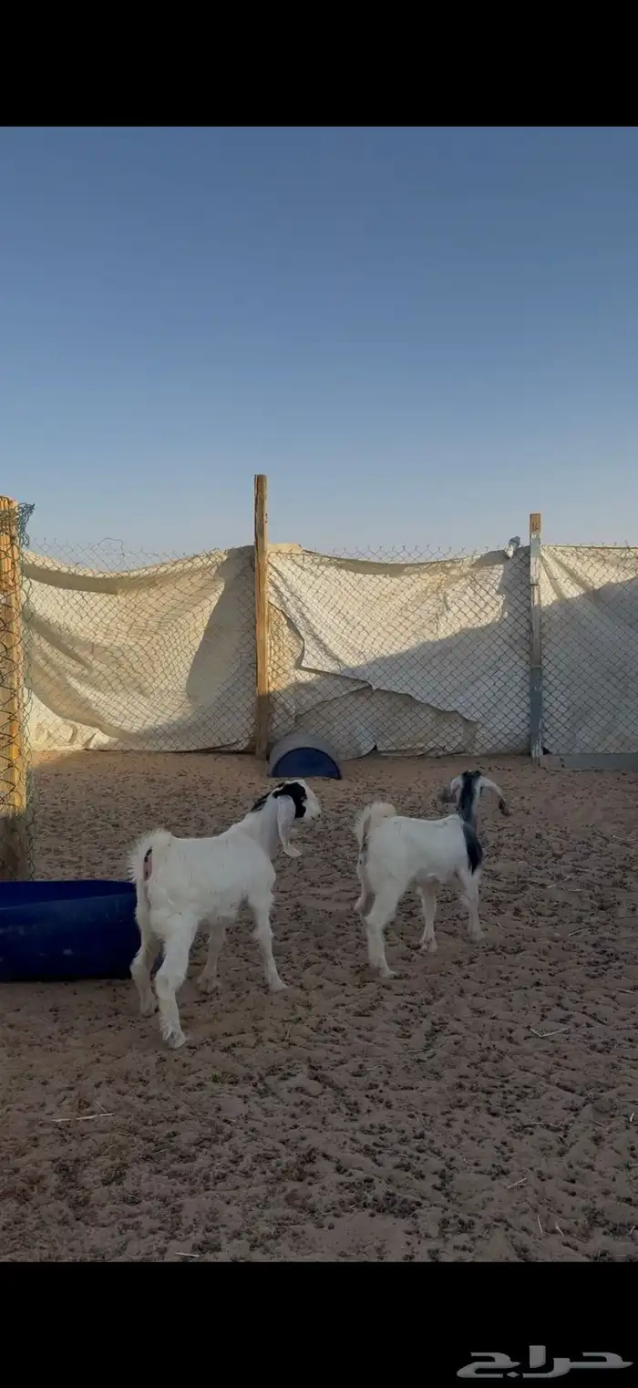 تيوس وجفار للبيع مع الصلخ والتوصيل 4