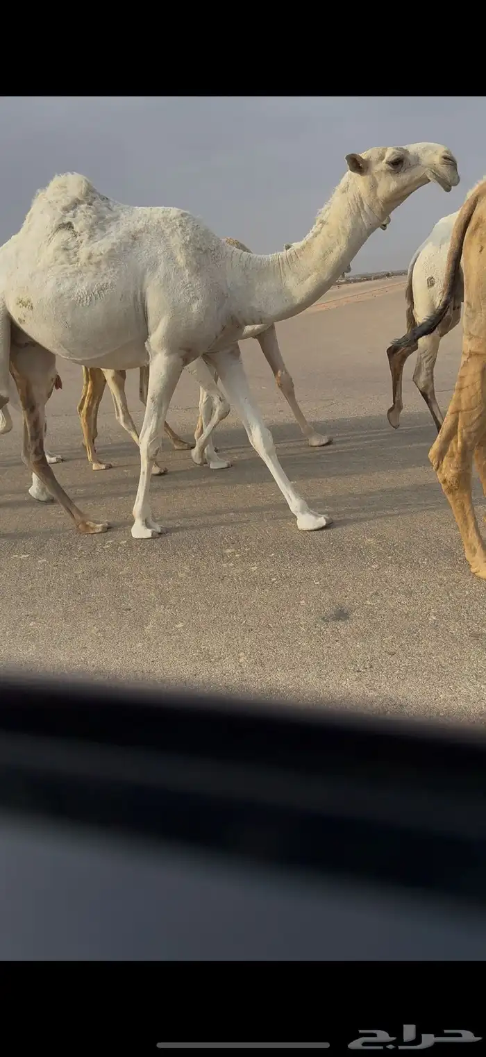 بكره رمانيه كفو 4