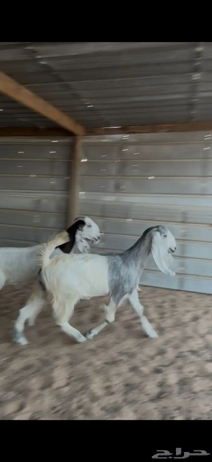 تيوس وجفار للبيع مع الصلخ والتوصيل 1