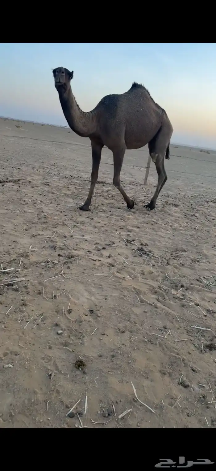 بكره صفرا حقه 2
