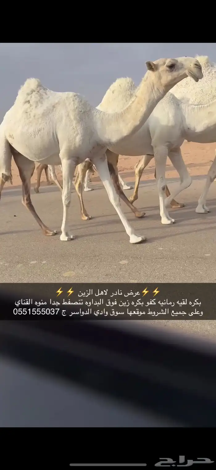 بكره رمانيه كفو 1