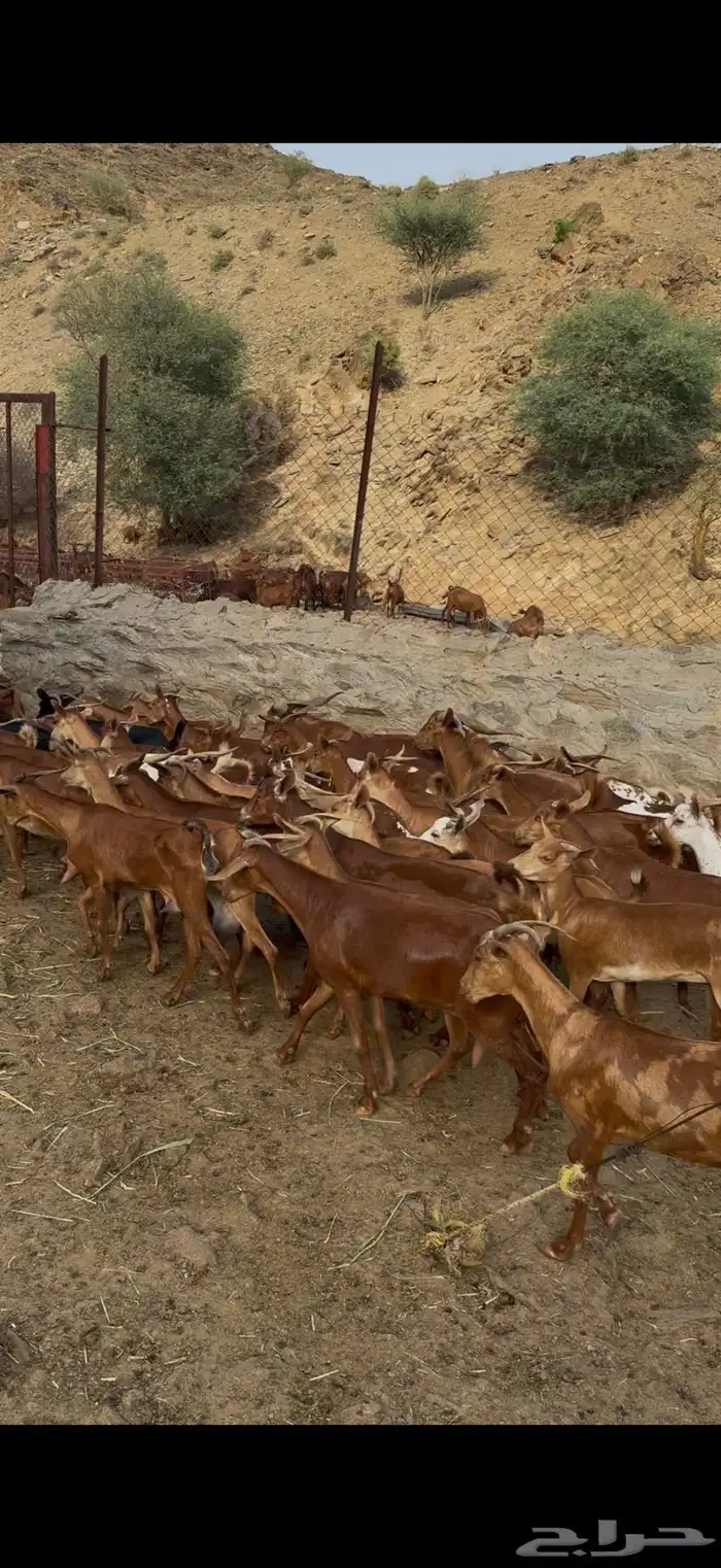 معزا دهم للبيع متابيع ودفيع 0