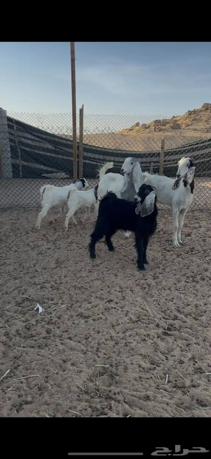 تيوس وجفار للبيع مع الصلخ والتوصيل 6