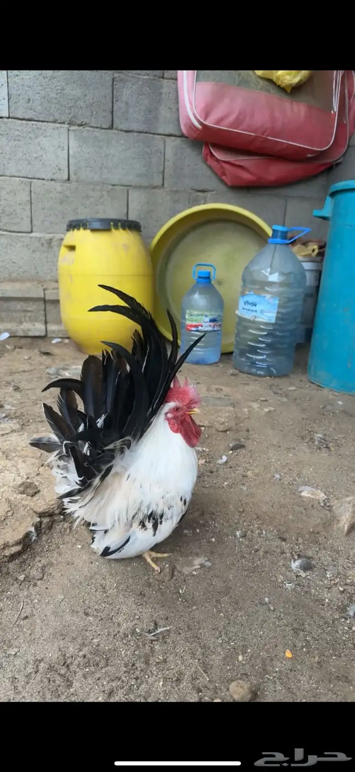 دجاج جبنيز 0