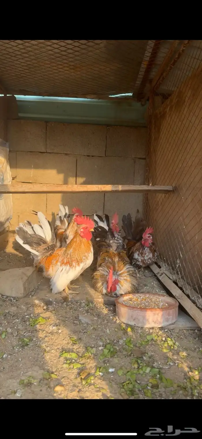 دجاج جبنيز 2