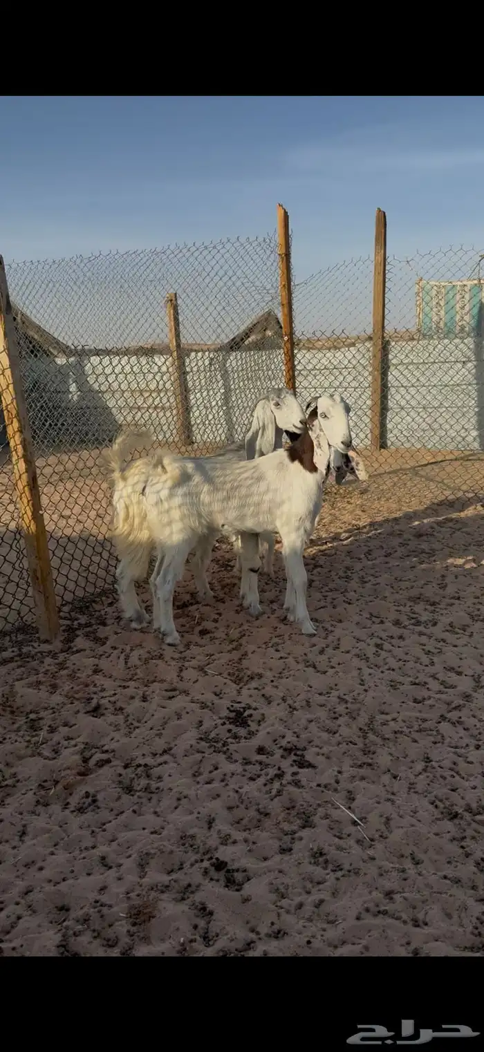 تيوس وجفار للبيع مع الصلخ والتوصيل 5