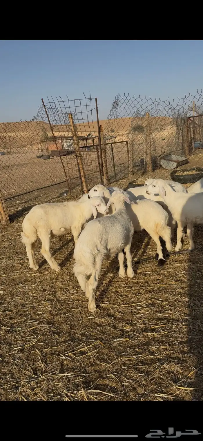 طليان حريات للبيع 0