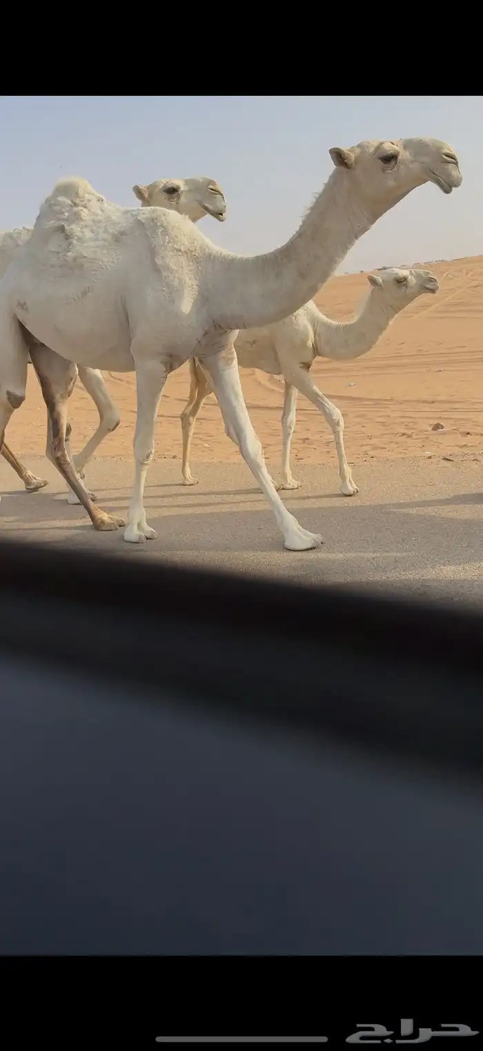 بكره رمانيه كفو 2