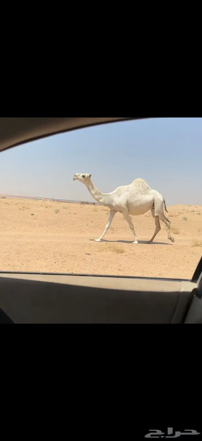 لقحه وضحاء 6