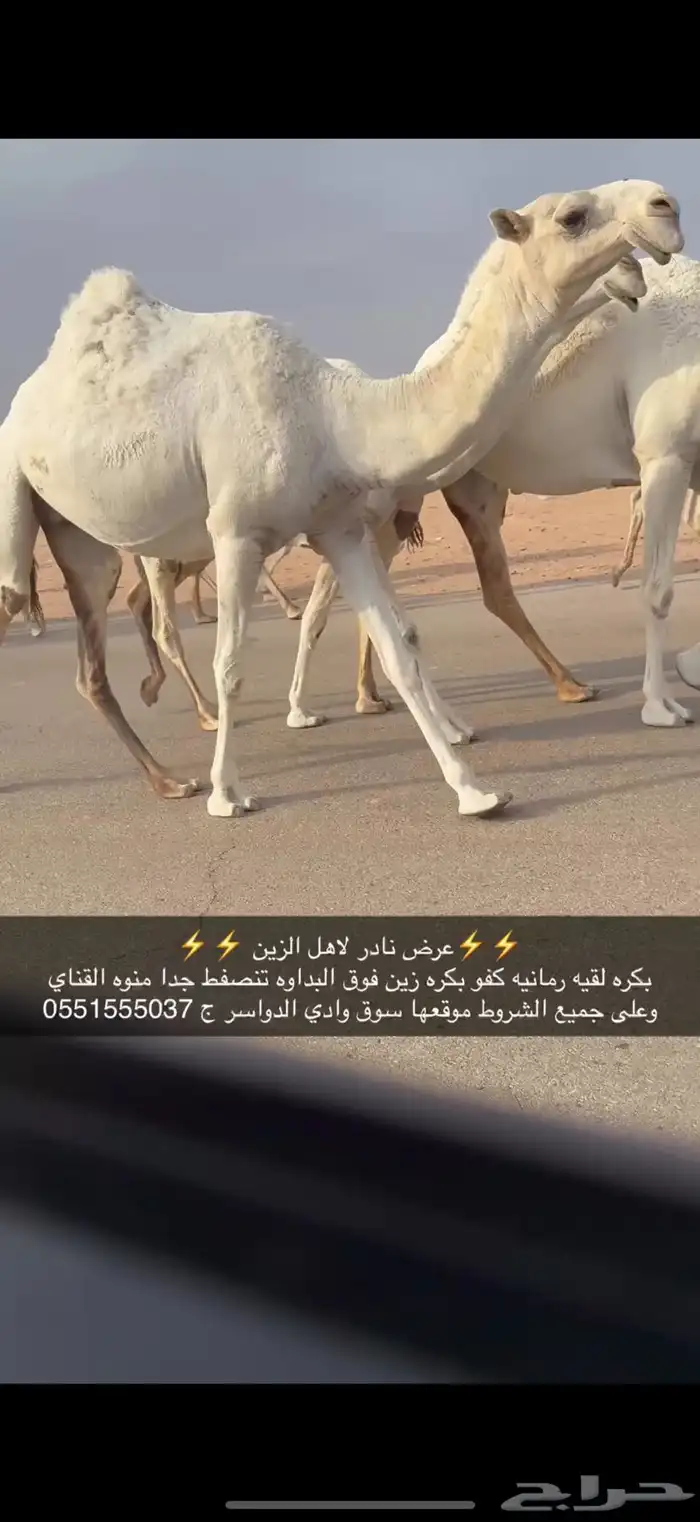 بكره رمانيه كفو 0