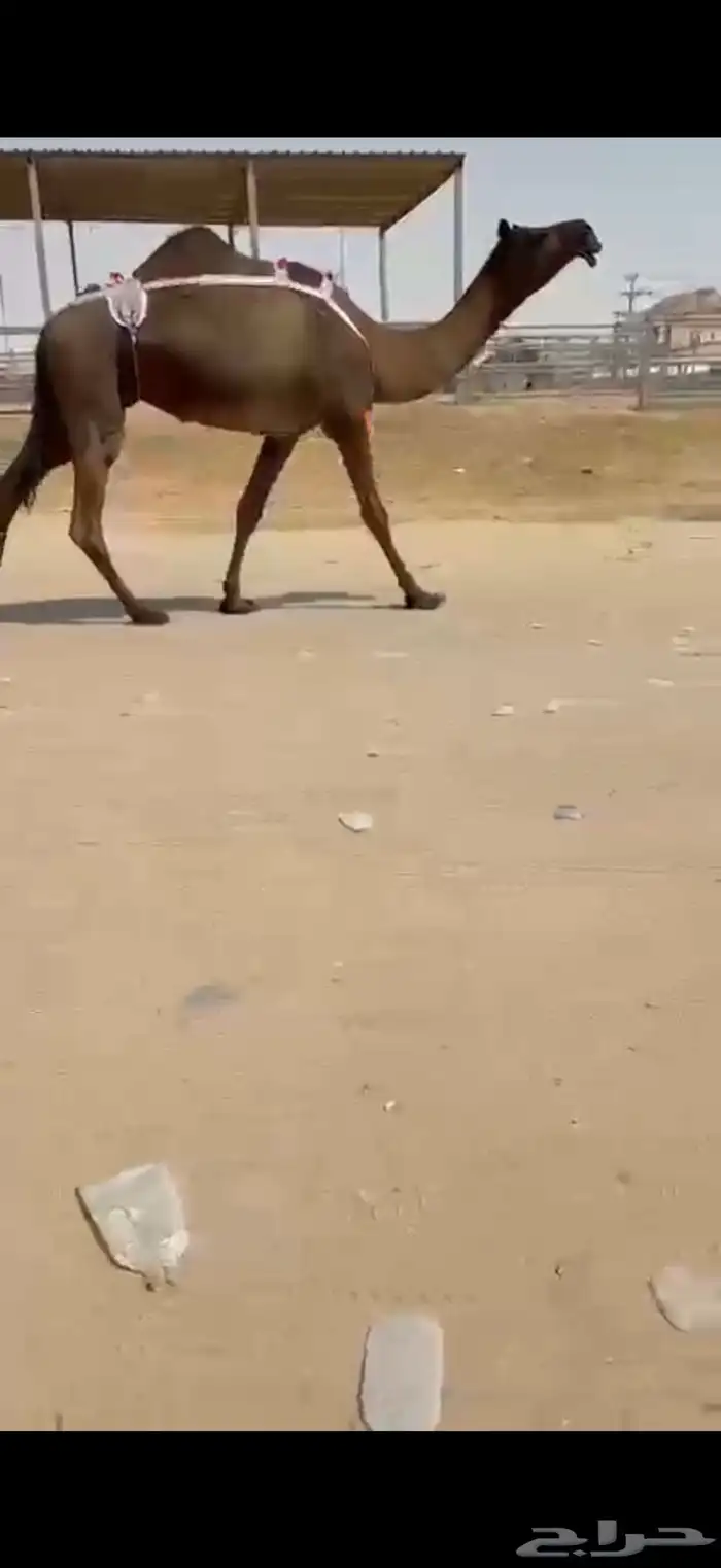 عشرا للبيع 1