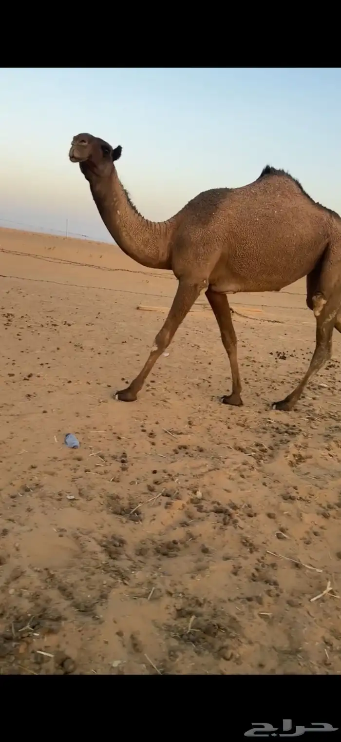بكره صفرا حقه 3