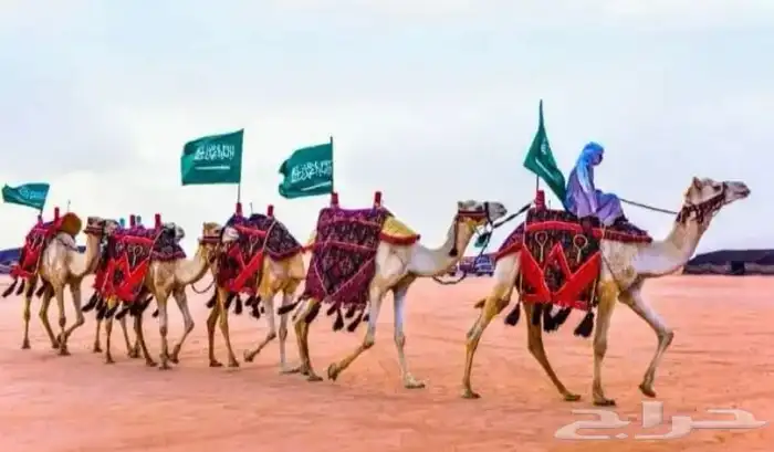 استعراض خيل وهجن لليوم الوطني والتاسيس التراث 4