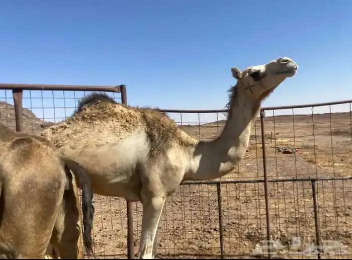 بكرة للبيع على السوم 2