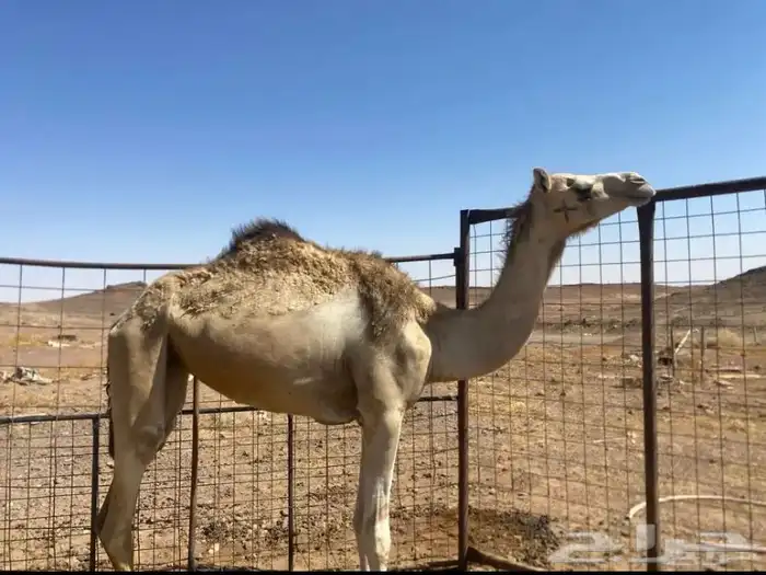 بكرة للبيع على السوم 1