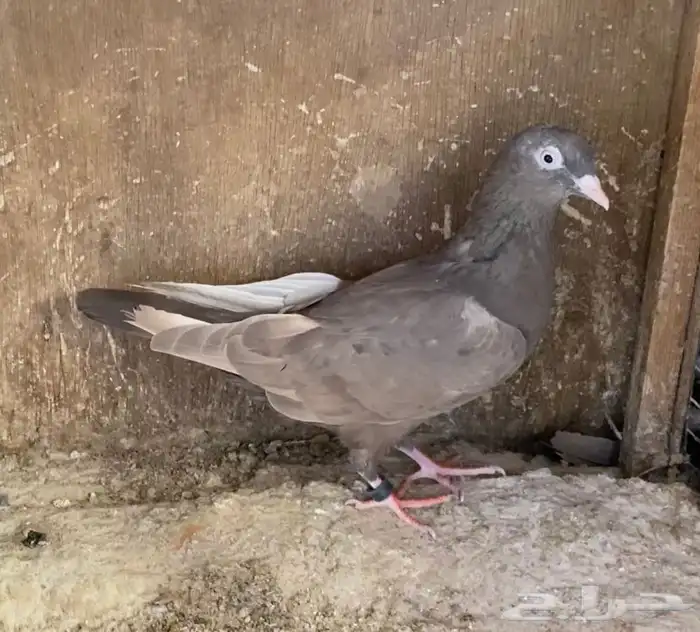 حمام قطايف جوز 4