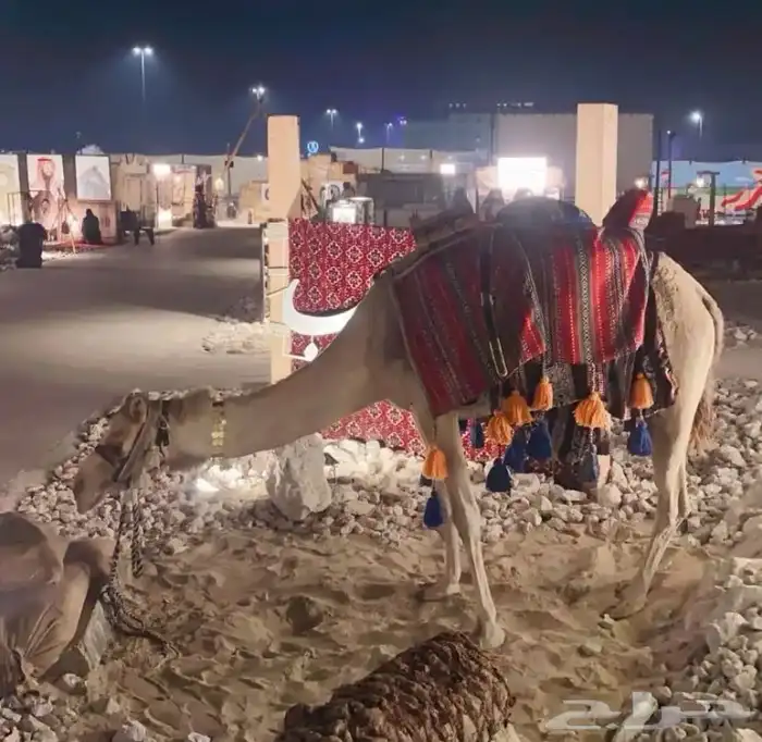 استعراض خيل وهجن لليوم الوطني والتاسيس التراث 3