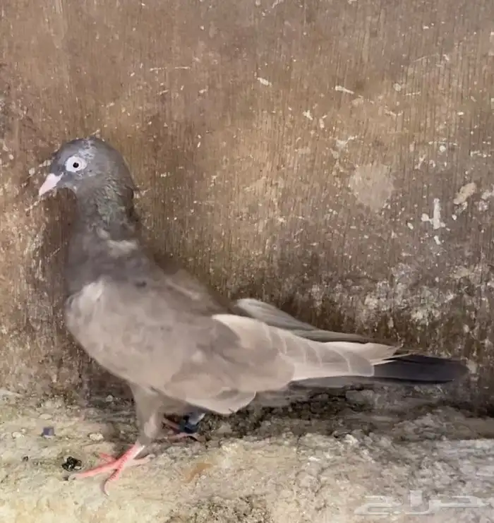 حمام قطايف جوز 6
