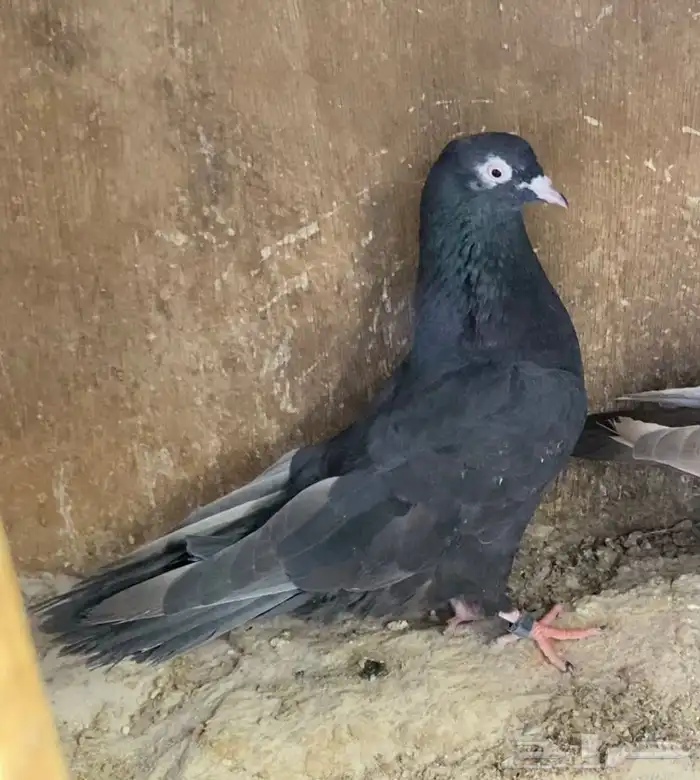 حمام قطايف جوز 5