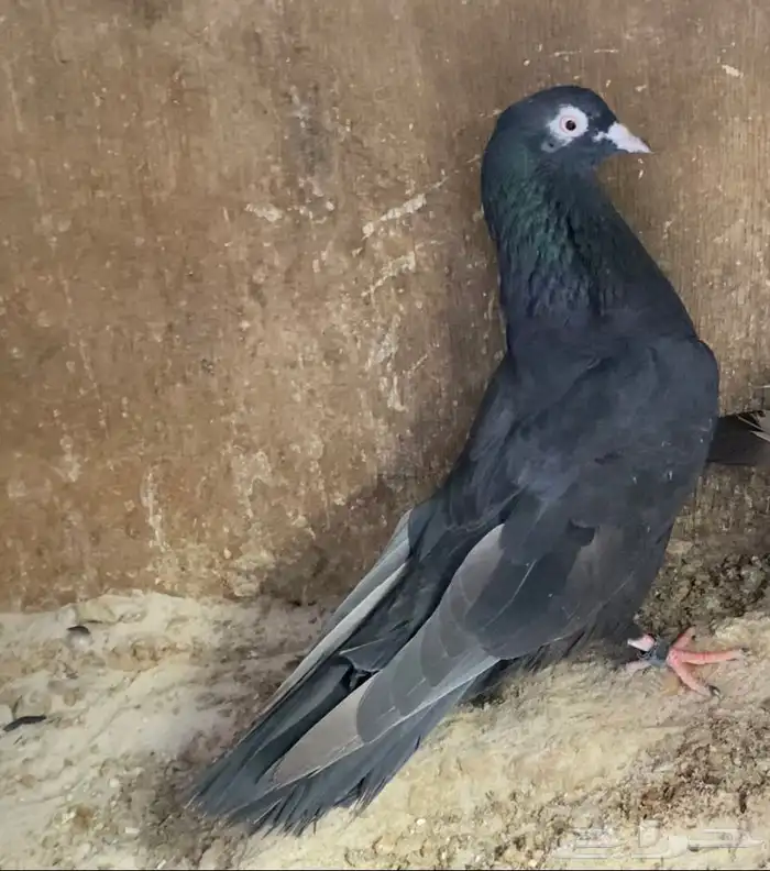 حمام قطايف جوز 3