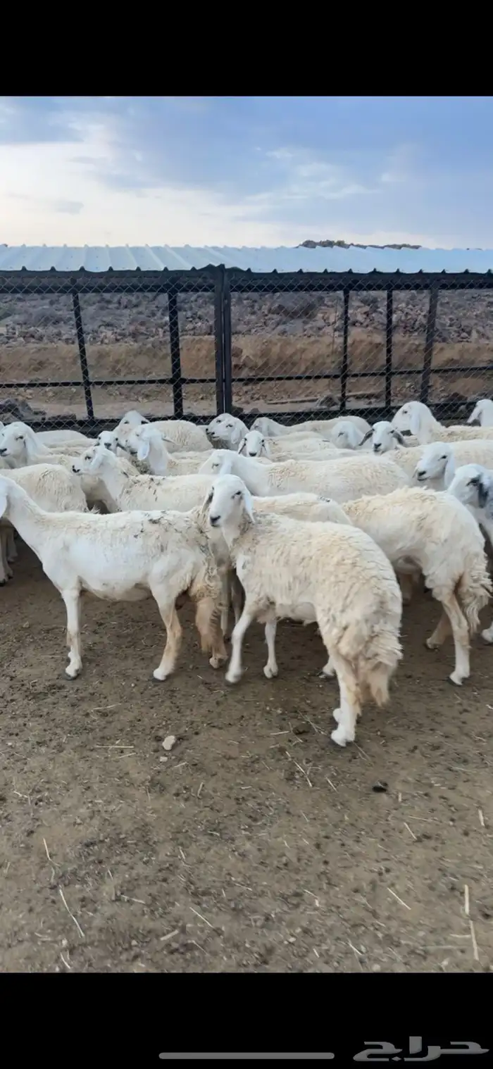 غنم للبيع مراح واحد 0