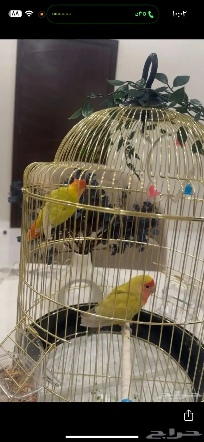 طيور ببغاء روز 0