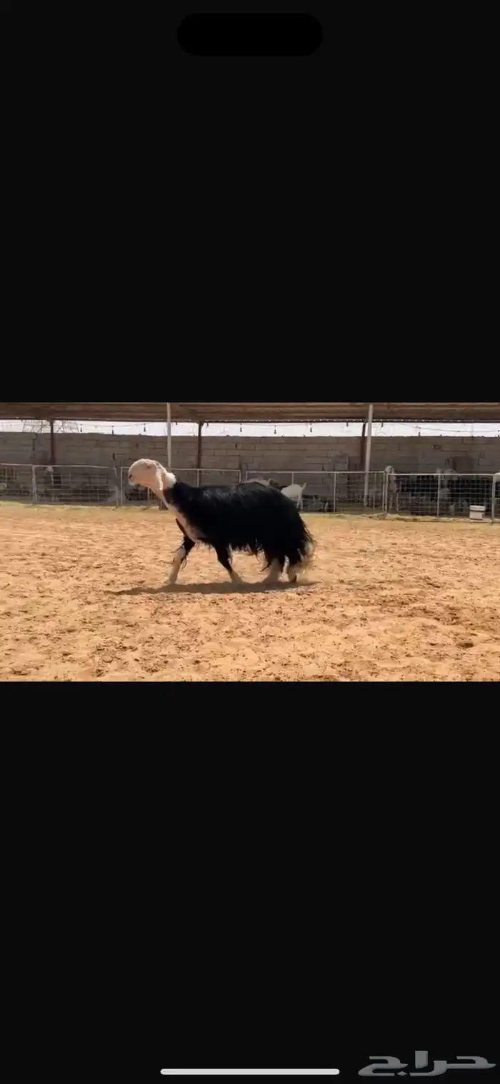 عرض بيع فحل مشروط 3