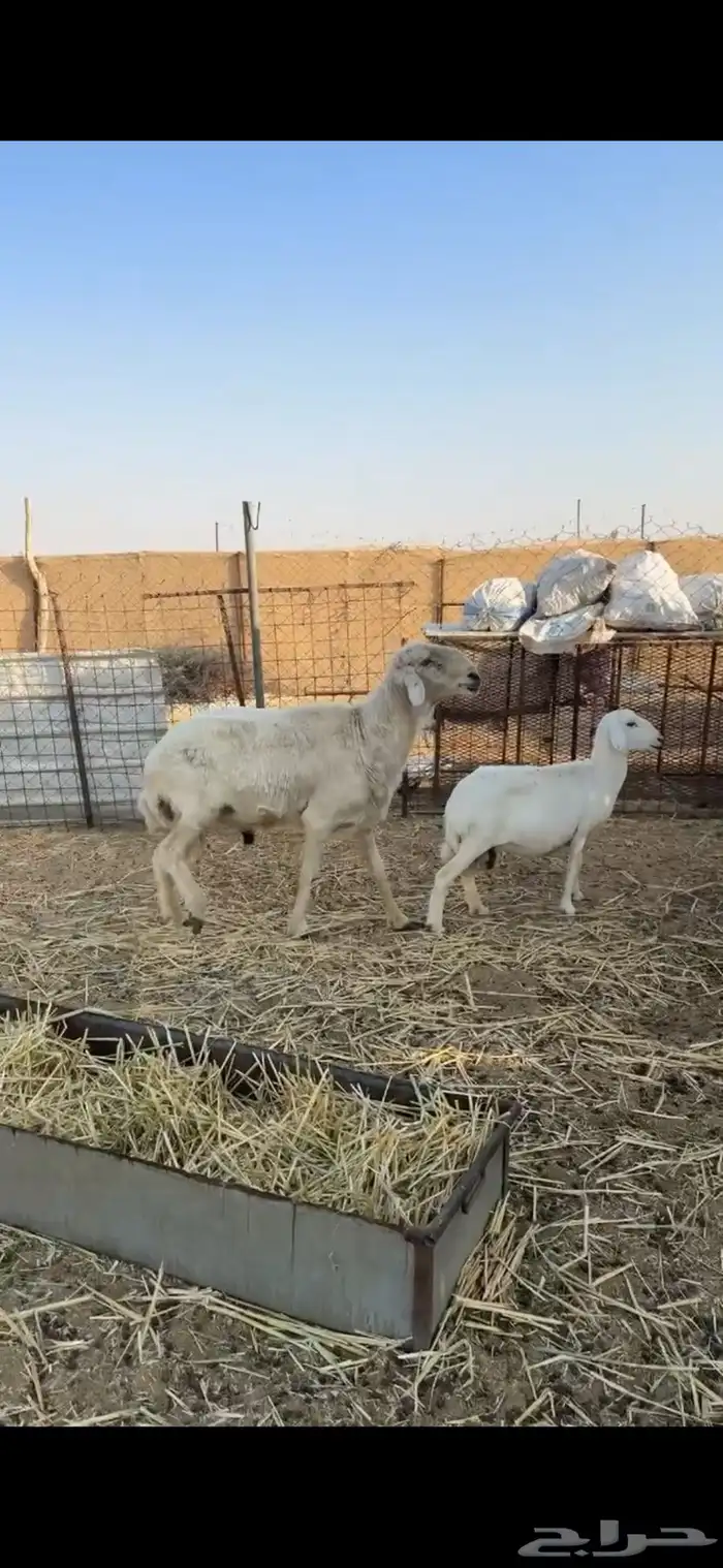 خروف عيسي 0