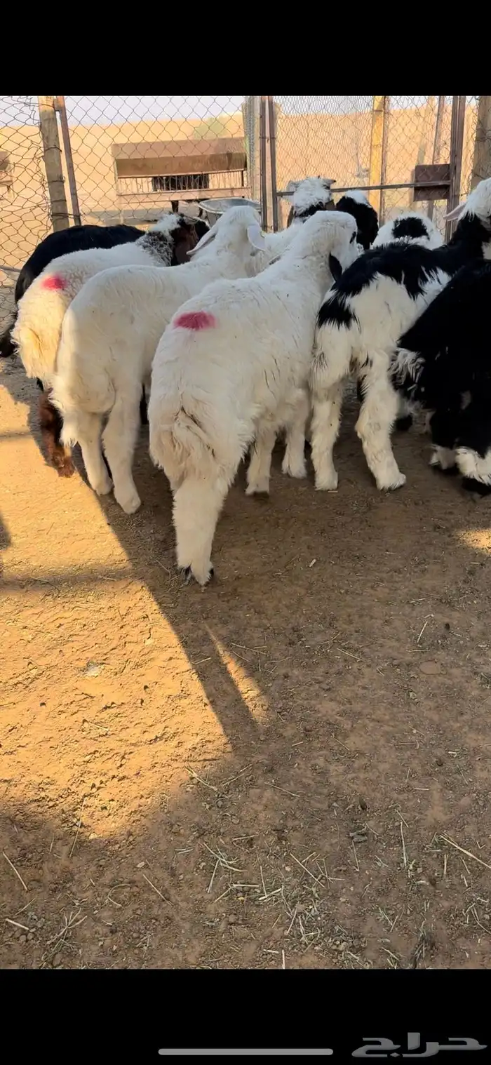 خرفان هرافا نعيم حري 6