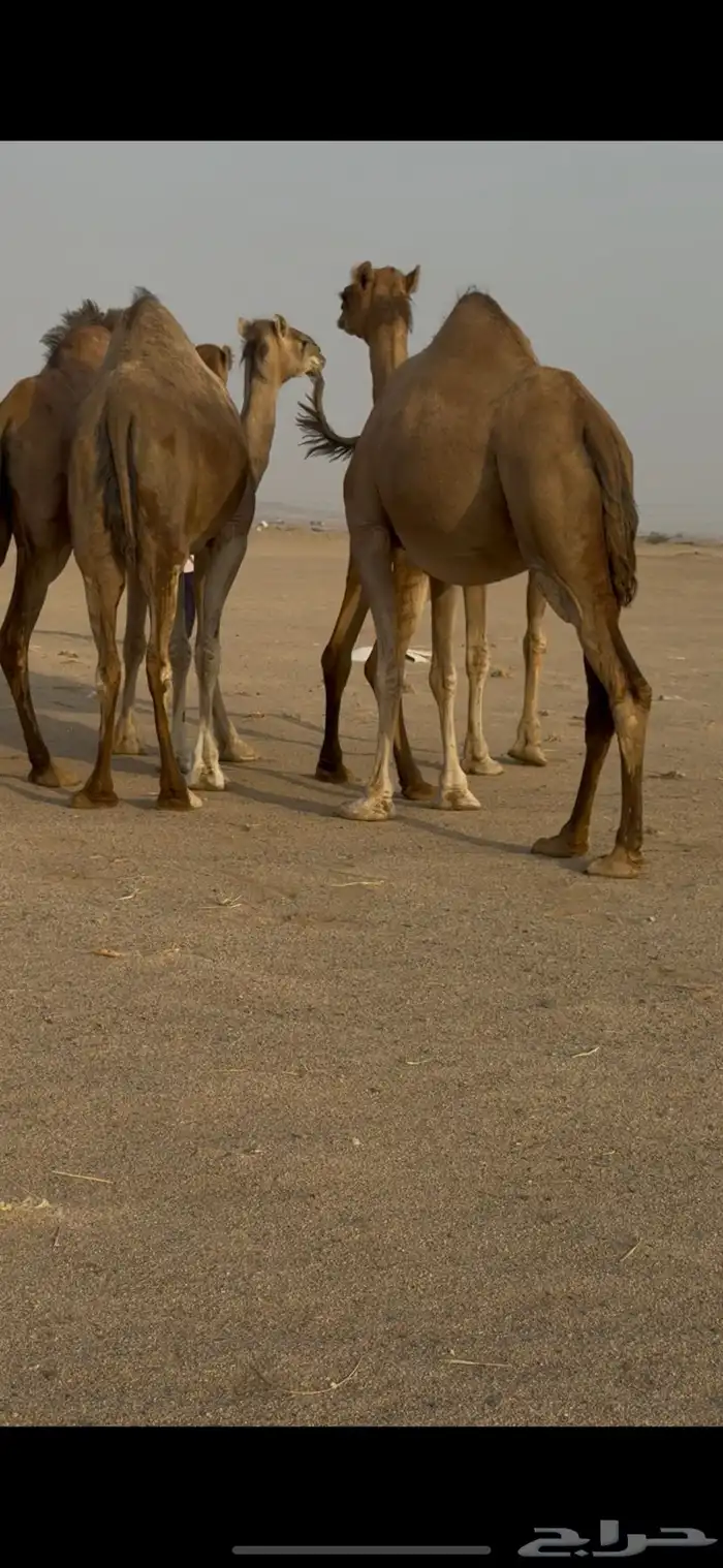 اربع ملاقي للبيع 2